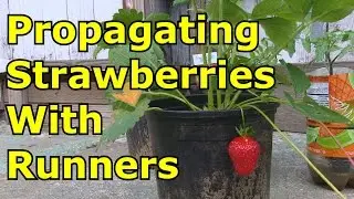 Propagating Strawberries with Runners