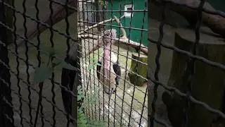 Марабу😲Шок Чудо-птица #zoo #animals #зоопарксказка #птицы#крым2024#ялта2024