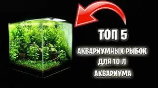 Mini Aquarium: What to Keep? Top 5 Easy-to-Get Fish for a 10-Large Aquarium
