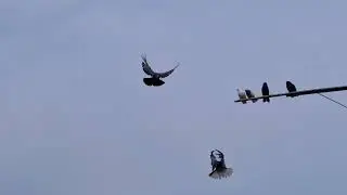Голуби должны летать круглый год.