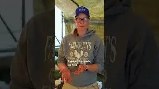 Unlock the Secret to Affordable Chicken Feeding!