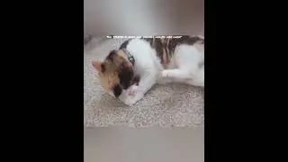 Our Pepper returned to her owner, I hope they love her as much as we did 