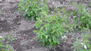 Herbal Materia Medica #3 Tulsi