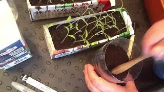 Лучший способ пикировки ТОМАТОВ !!!
