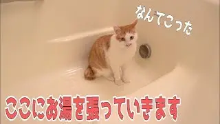 バスタブに猫がいたのでそのままお湯を張ってみます。
