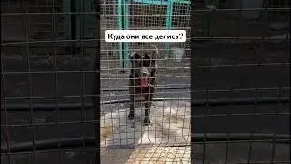 Каждый четверг хвостики в недоумении 😯