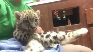 Cute snow leopard cub))