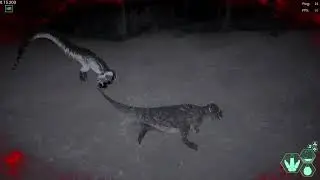 The Isle Evrima - Cera VS Teno MEG