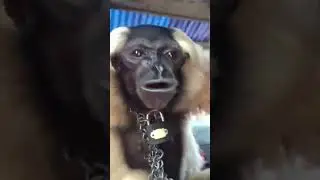 BRUH BRUH BRUH BRUH BRUH BRUH BRUH BRUH BRUH BRUH - Meme