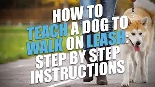 How to Teach Your Dog to Walk On a Leash (The Easy Way)