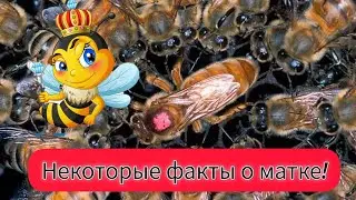 Наверное все слышали, что в каждой пчелиной семье живёт пчела, которую называют маткой (королевой)👑.