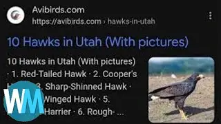 top 5 hawks in utah