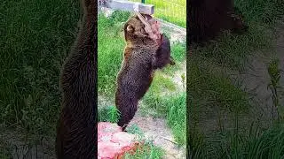 Почеши-ка мне спинку🐻