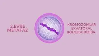 MİTOZ
