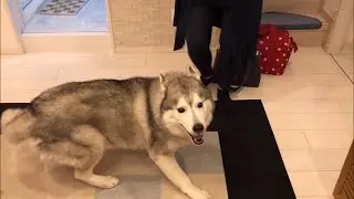 Siberian Husky, who loves moms more than him brother