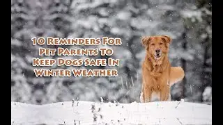 10 Reminders for Pet Parents to Keep Dogs Safe in Winter Weather