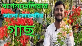 Check out the good quality and healthy bougainvillea plants.