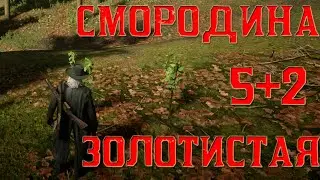 Смородина золотистая 5 - red dead online