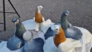 КРЫМСКАЯ ВЫСТОВКА ГОЛУБЕЙ.