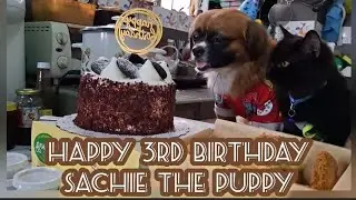 SACHIE THE PUPPY HAPPY 3RD BIRTHDAY     // Alex Xander