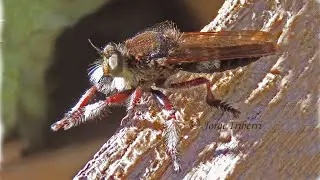 MALLOPHORA BIGOTI o Mosca Asesina