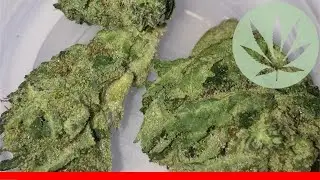 Jet Fuel - All About This Strain