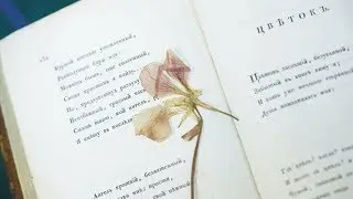 Сашуля. Стихотворение Цветок ♡ Nika Life