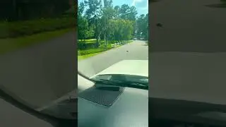 Why did the turtle cross the road? #beautiful #nature #turtle