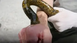 Это Самая Опасная Рыба в Мире. С Ней Лучше не Связываться!