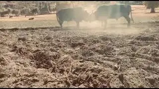 Бой Быков в горах Памира