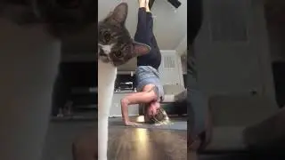 Cat checks out camera during yoga