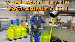 2 PARTİ ZEYTİN YAĞLARIMIZ ÇIKTI~YOK BÖYLE KALİTE