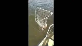 Рыбалка троллингом на Волге