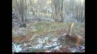 Capriolo mentre si riposa