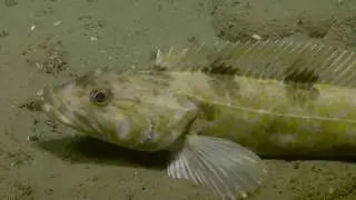 Fascinating Life at Cascadia Margin | Nautilus Live