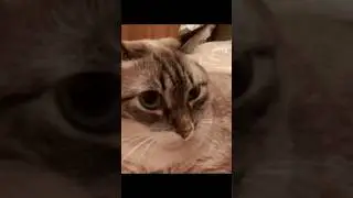 Беляшик жалуется в ЮНЕСКО
