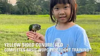 WOPC Member’s Yellow Sided Conure Completes Basic Freeflight Training