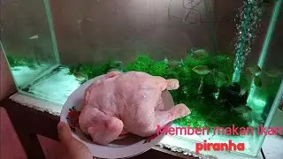 #17 Ngasih makan ikan piranha