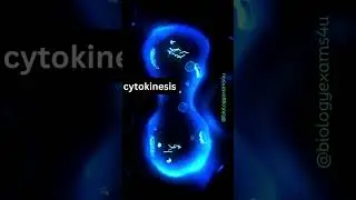 Mitosis Animation 