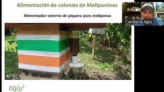 ALIMENTACIÓN DE MELIPONINOS EN INVIERNO 