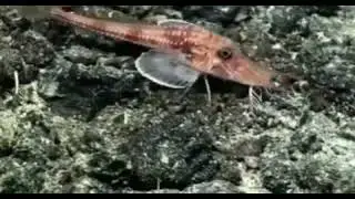 Двуносая панцирная тригла, или вооруженный морской петух