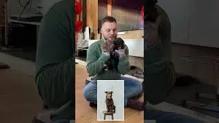 Доберман боится щенков