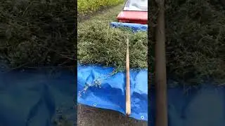 3 августа, небольшие заготовки сена люцерны на корм птицы зимой
