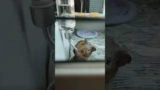 guinea pig drink water #guineapig #cavia #мурчак #морськасвинка