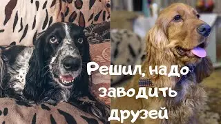 Два спаниеля. Первая встреча