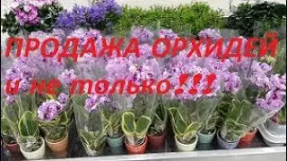 Орхидеи на продажу! Sogo Vivien и не только!!!