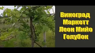 Сорта винограда не требующие укрытия на зиму. Лучшие сорта винограда для беседки.