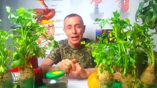 Виталий Островский. Герпес. Секрет лечения.