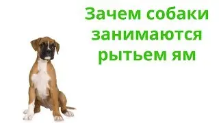 Почему Собака Роет Яму & Для Чего Собака Роет Яму. Ветклиника Био-Вет