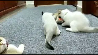 Playtime with the kittens | British shorthair cute kittens | Dei Day